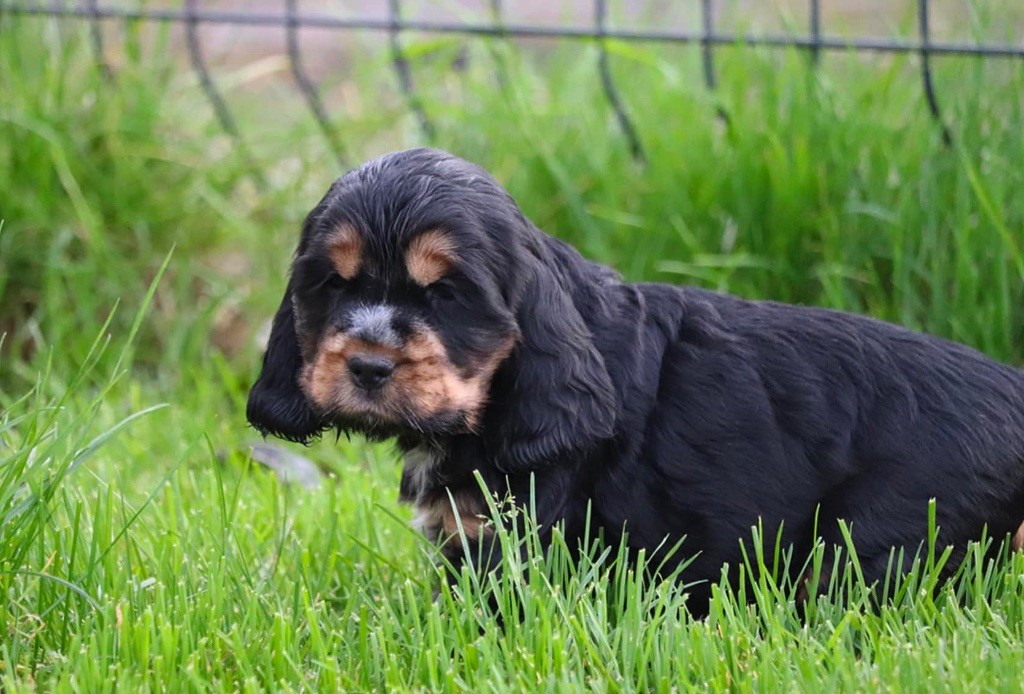 of Never Say Goodbye - Chiot disponible  - Cocker Spaniel Anglais