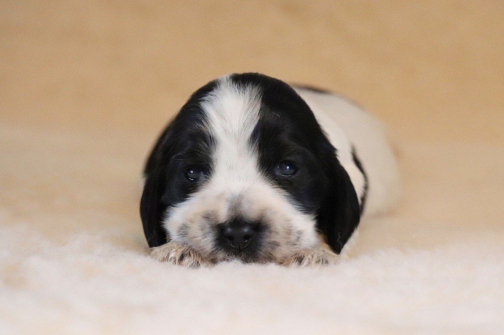 of Never Say Goodbye - Chiot disponible  - Cocker Spaniel Anglais