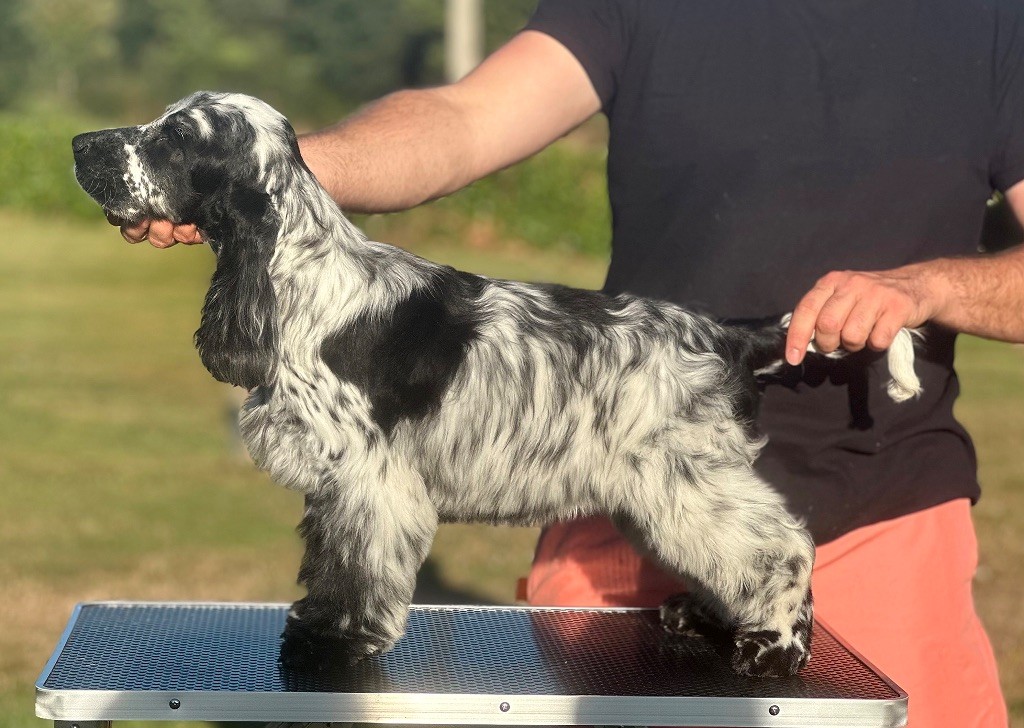 Angie of Never Say Goodbye