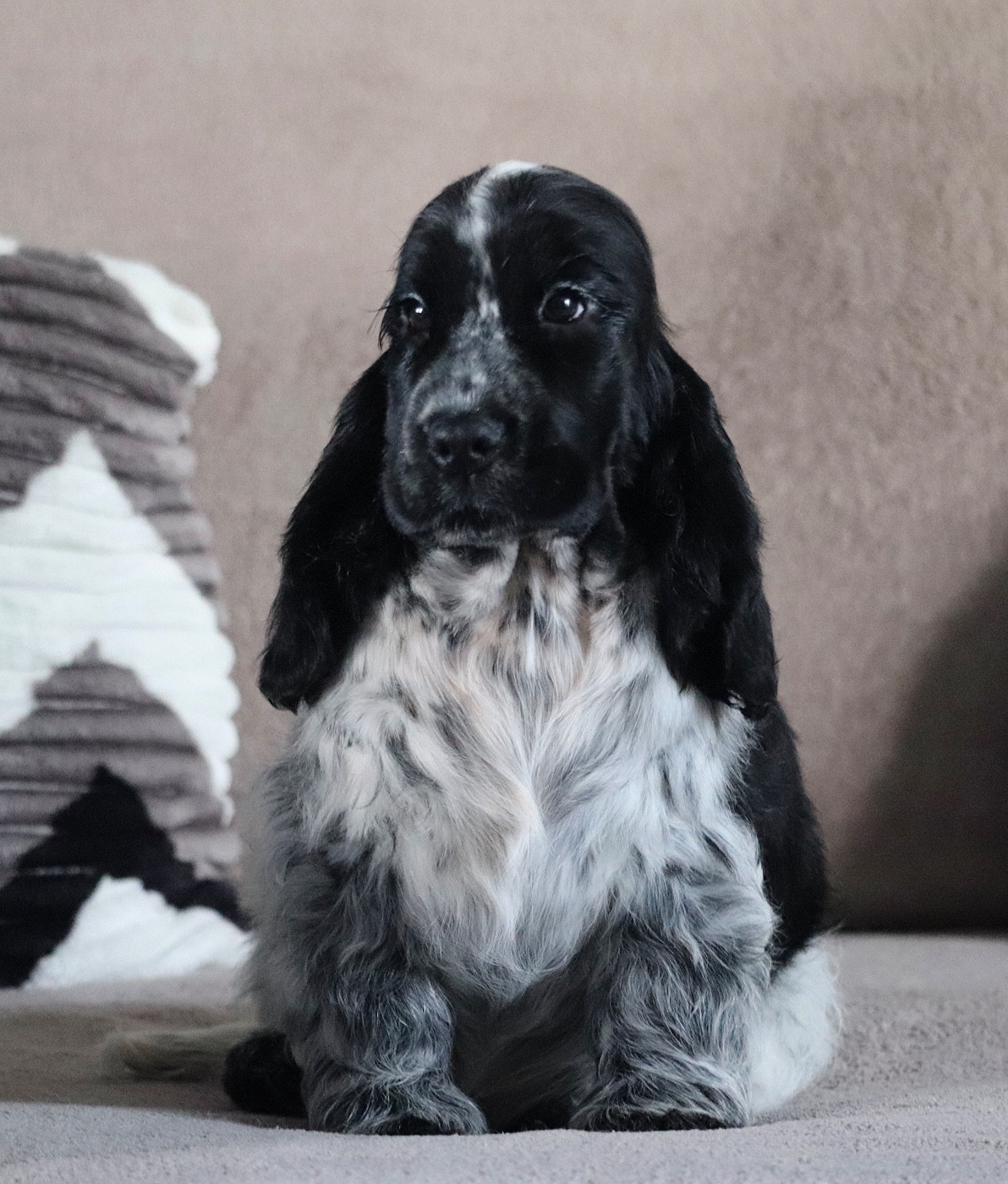 Apple pay des deux Camelias