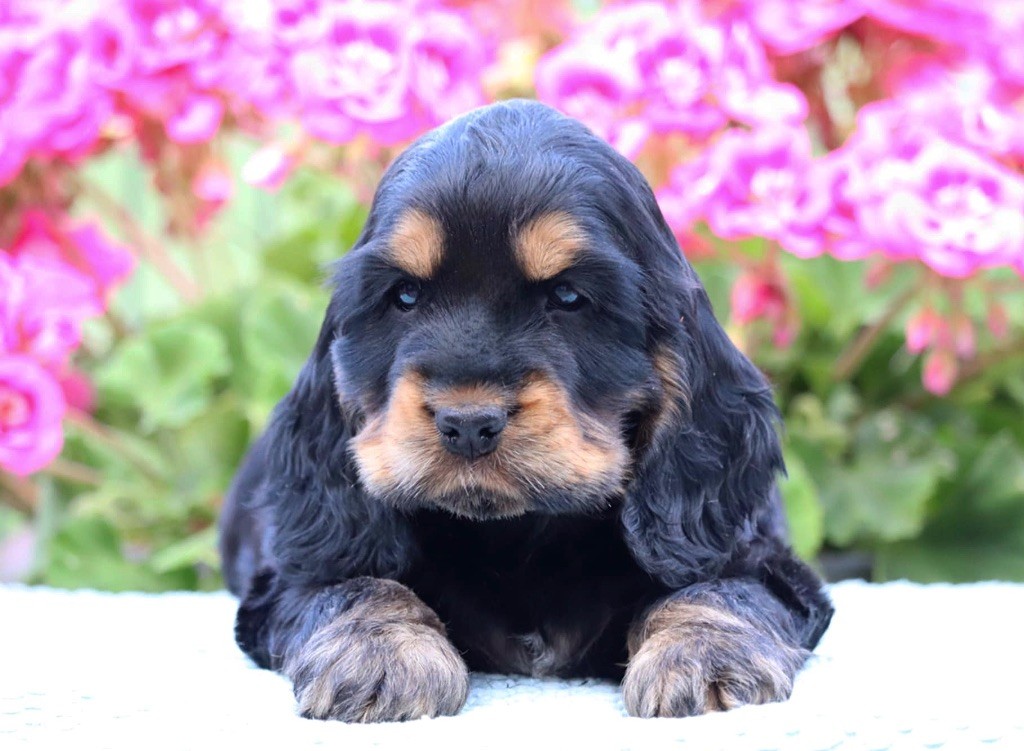 Aqua Allegoria Of Never Say Goodbye 