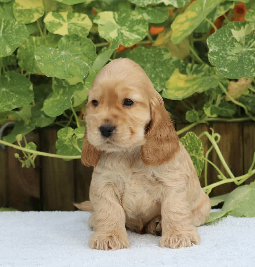 of Never Say Goodbye - Cocker Spaniel Anglais - Portée née le 01/09/2026