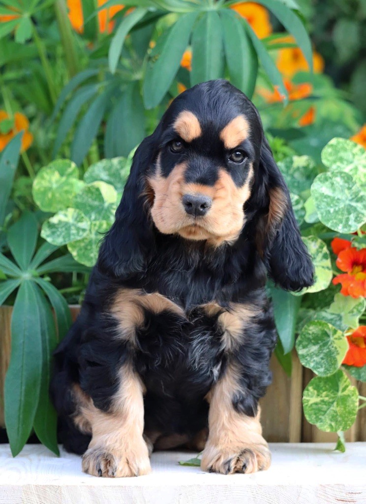of Never Say Goodbye - Chiots disponibles - Cocker Spaniel Anglais
