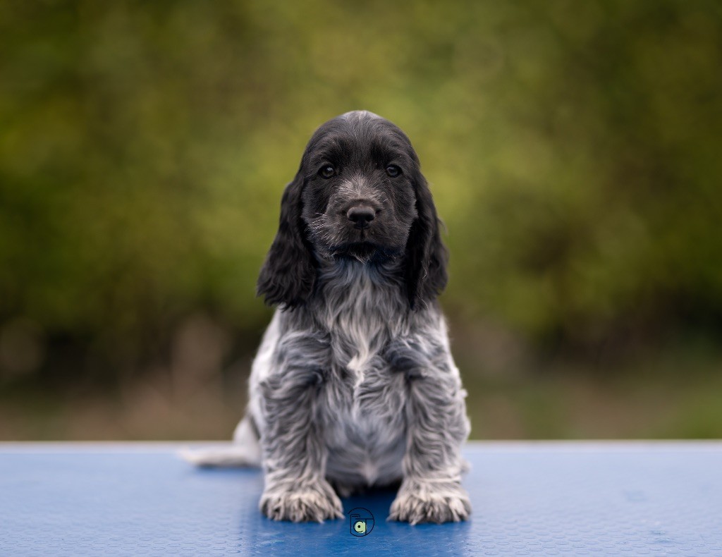 of Never Say Goodbye - Chiots disponibles - Cocker Spaniel Anglais