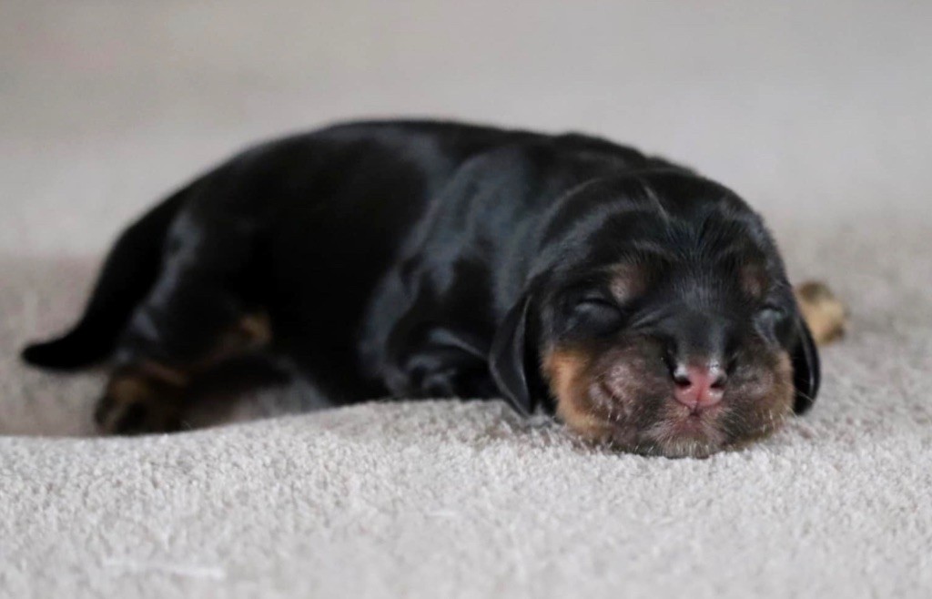 of Never Say Goodbye - Chiots disponibles - Cocker Spaniel Anglais