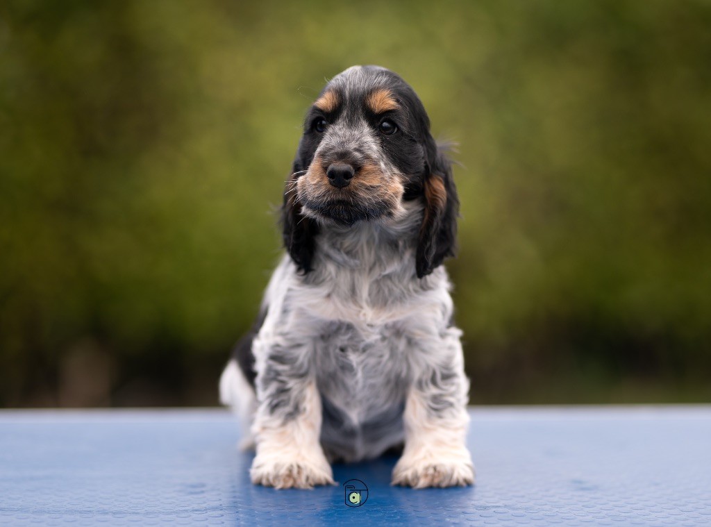 of Never Say Goodbye - Chiots disponibles - Cocker Spaniel Anglais