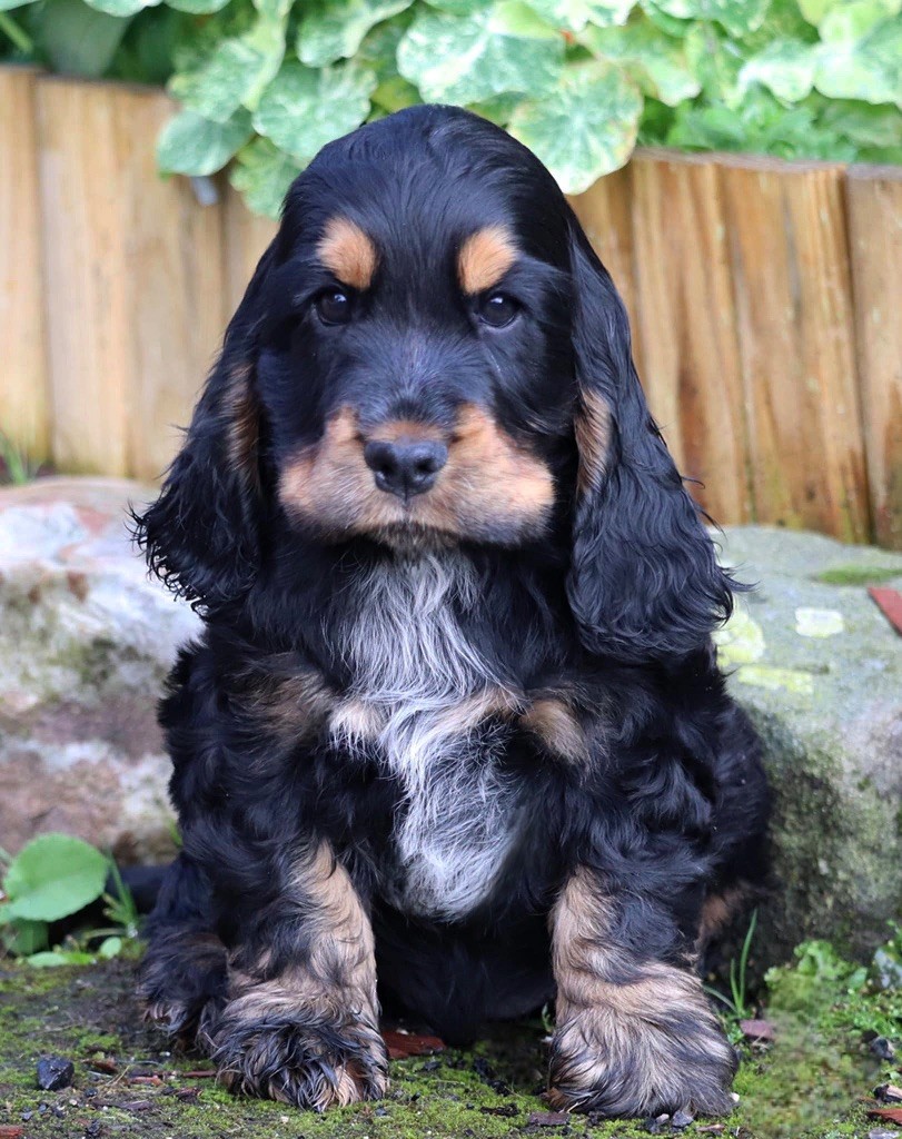 of Never Say Goodbye - Chiots disponibles - Cocker Spaniel Anglais