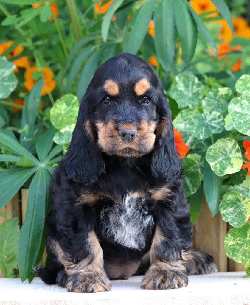 of Never Say Goodbye - Chiots disponibles - Cocker Spaniel Anglais