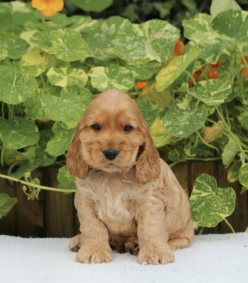Chiot N°2