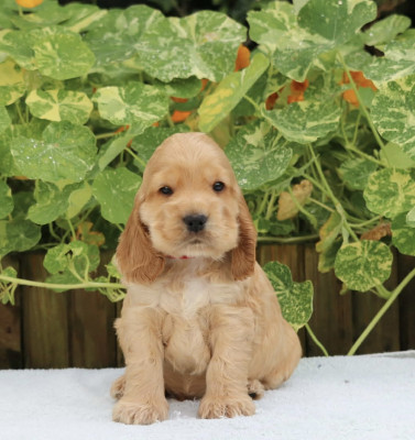 Chiot N°3