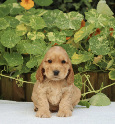 Chiot N°4