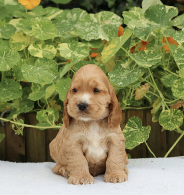 Chiot N°5