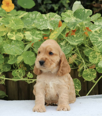 Chiot N°6