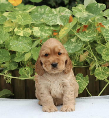 Chiot N°7