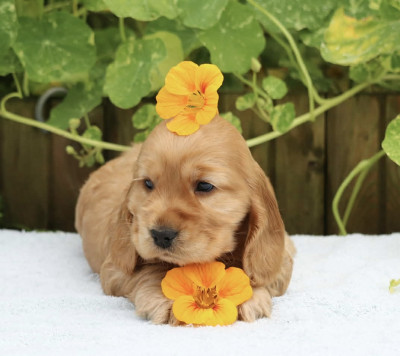Chiot N°8