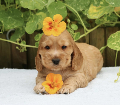 Chiot N°9