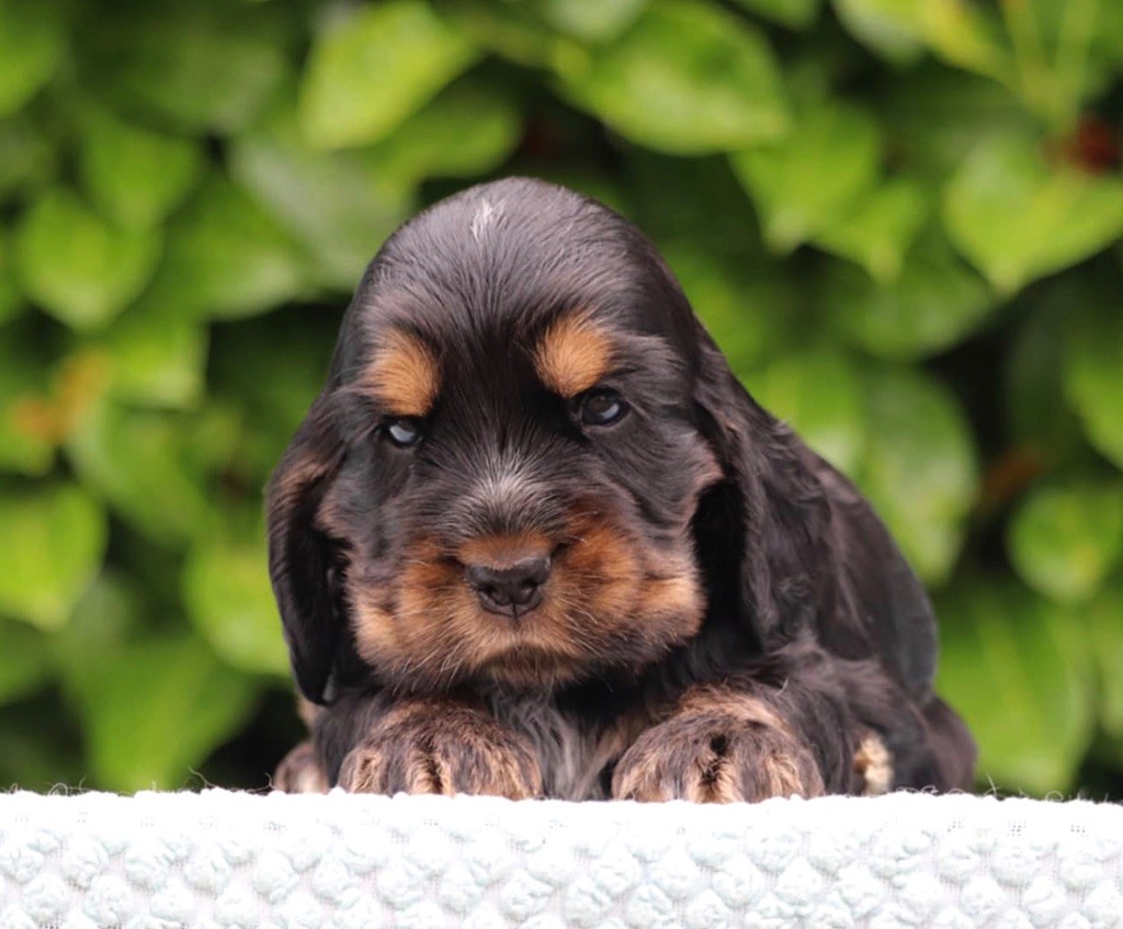 of Never Say Goodbye - Chiots disponibles - Cocker Spaniel Anglais
