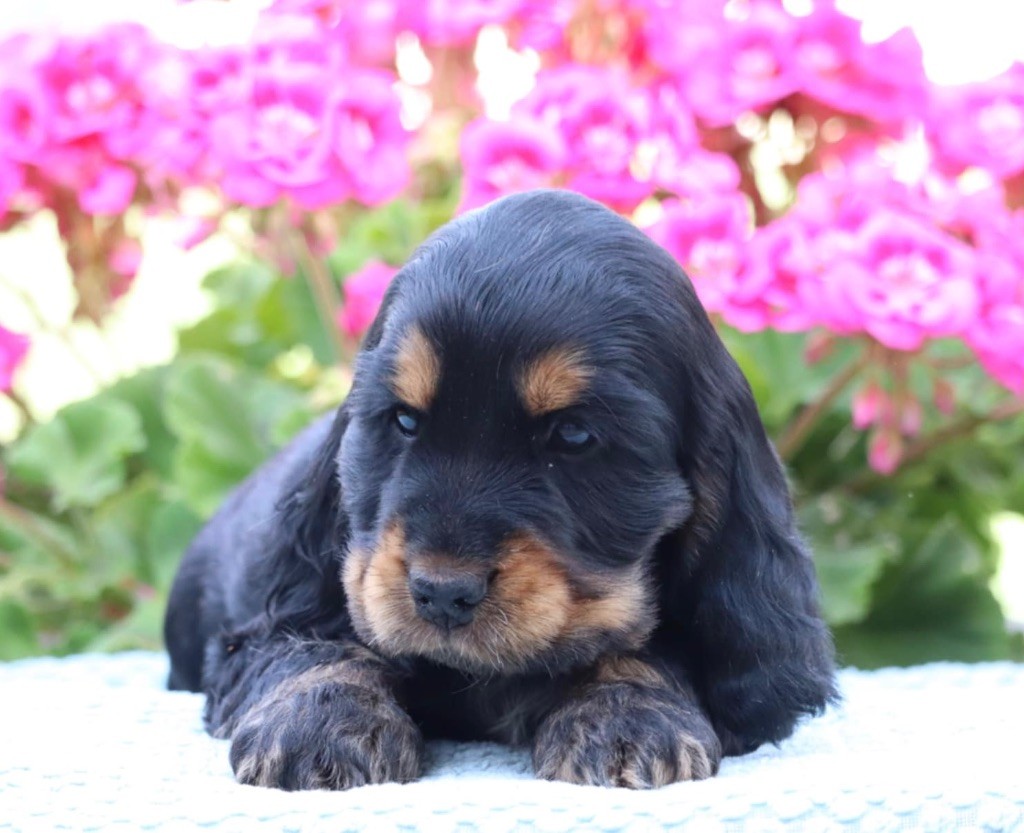 of Never Say Goodbye - Chiots disponibles - Cocker Spaniel Anglais