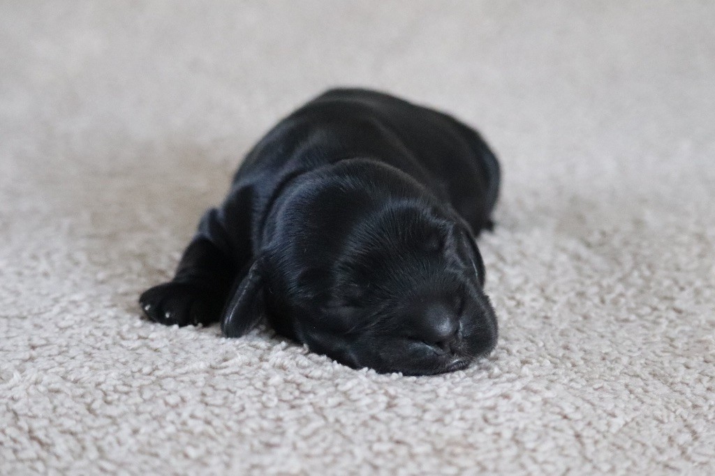 of Never Say Goodbye - Chiots disponibles - Cocker Spaniel Anglais